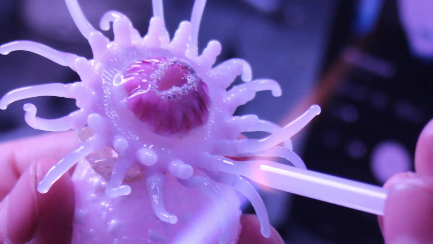 Blown Sea Anemone Part 2